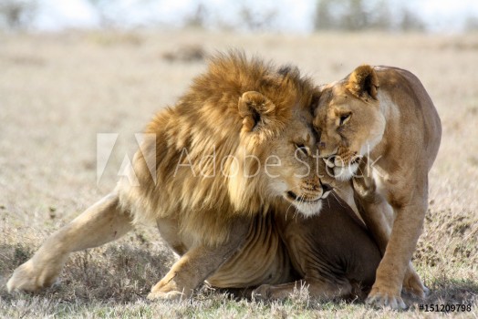 Bild på Lions in love